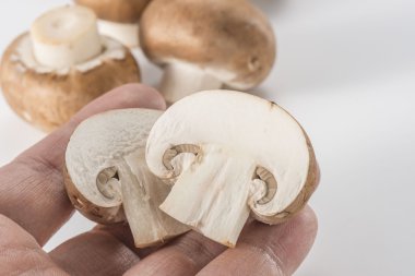 Mantar Mantar Hasat,